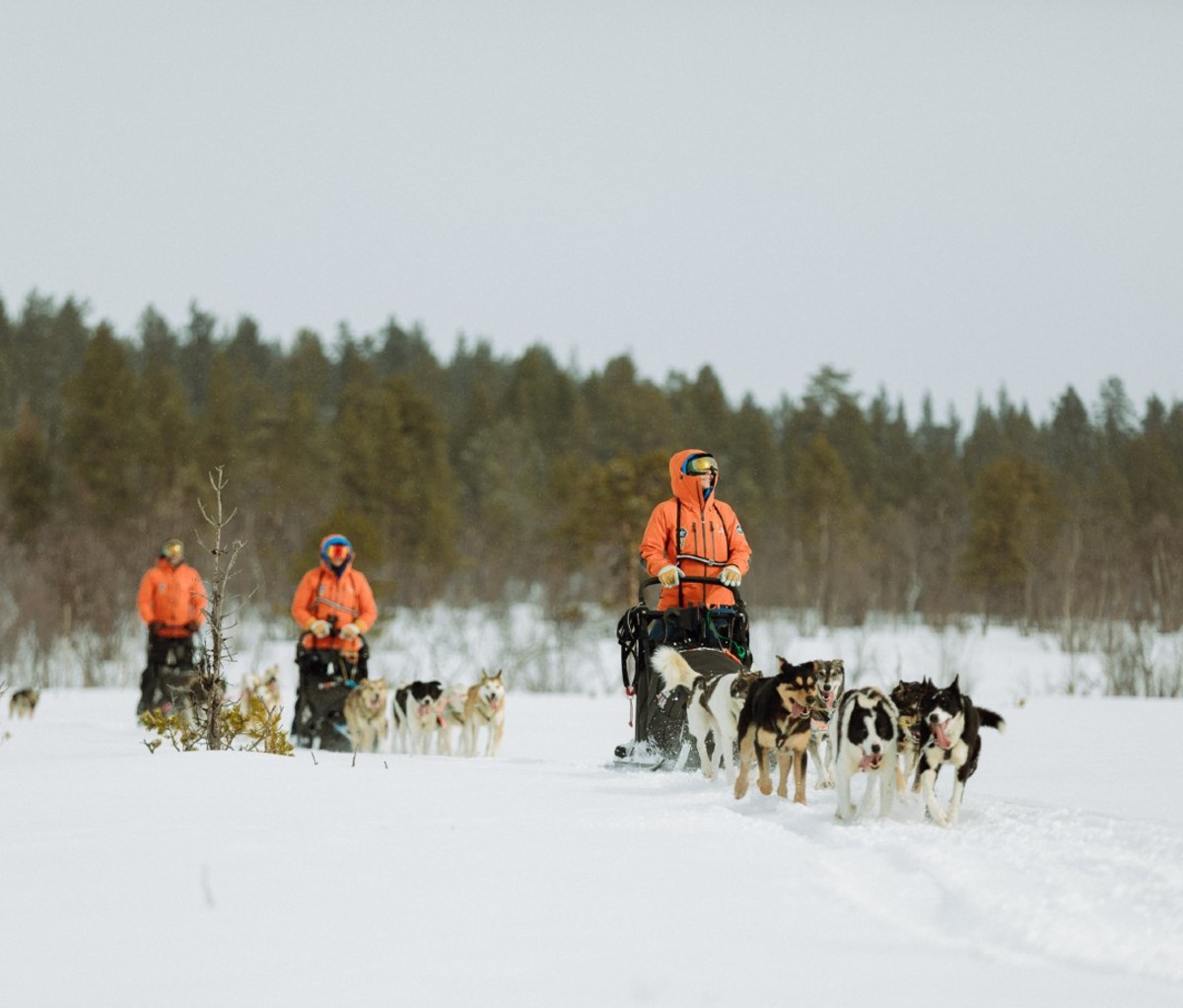 Three people in orange snowsuits mushing dogs on sleds