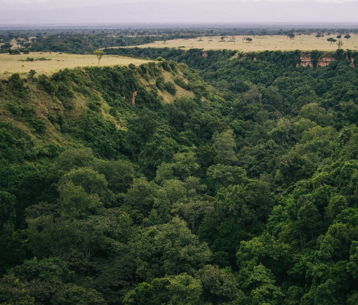 Aerial view of jungle