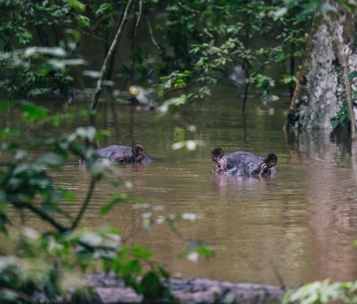 Hippos just under surface of water