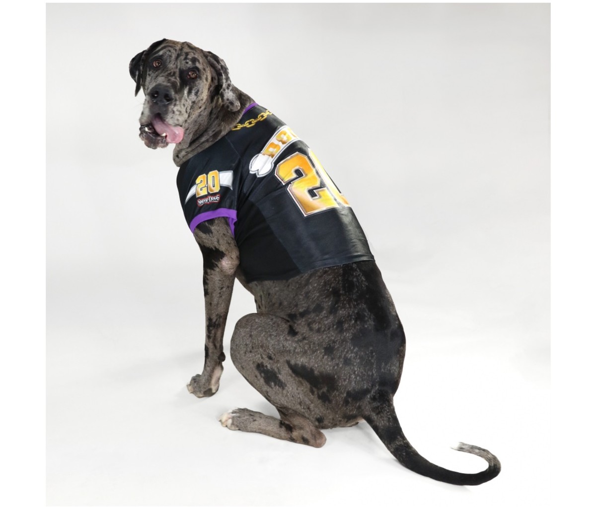 Large dog wearing a Snoop Dogg jersey on an off-white background.