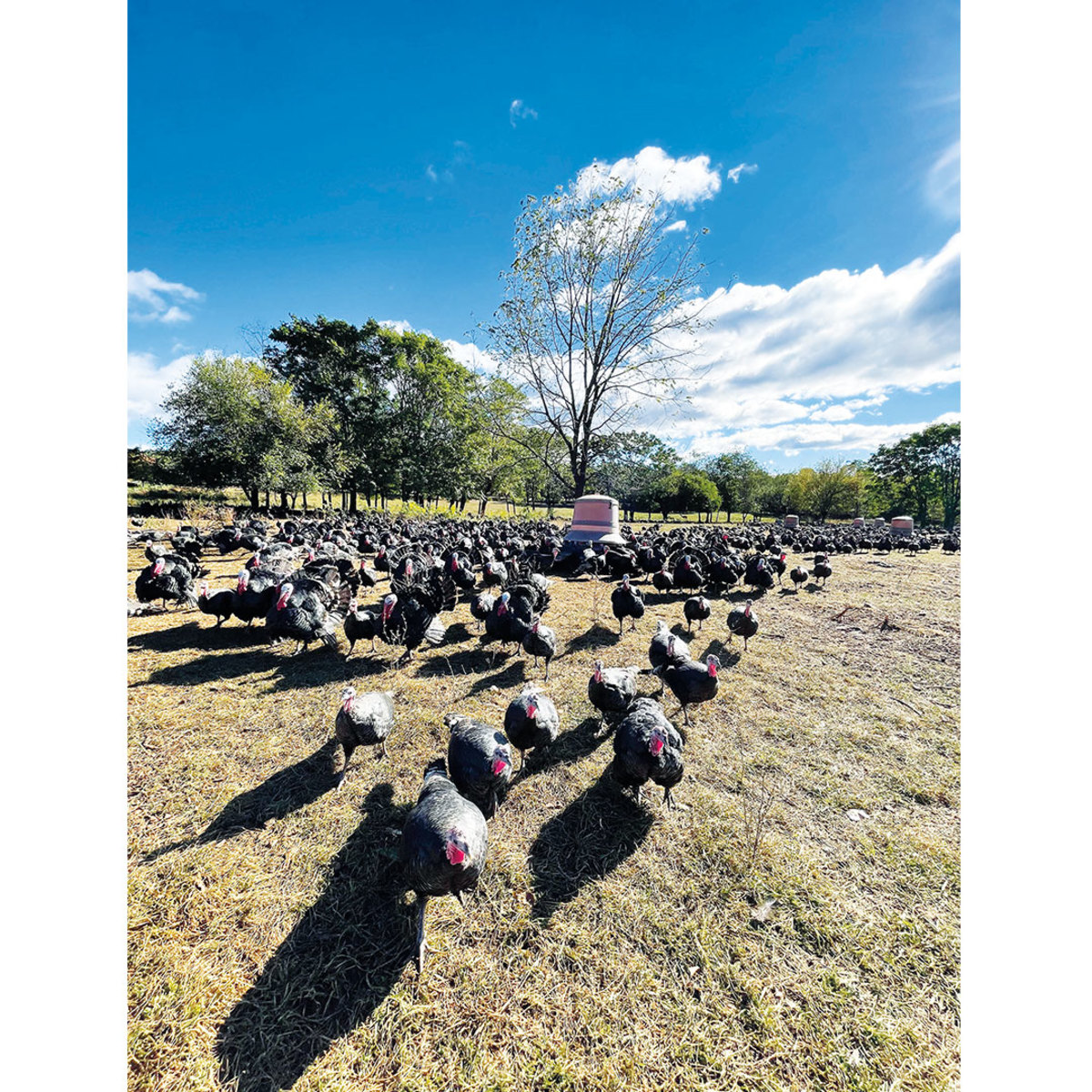 Turkeys on grass