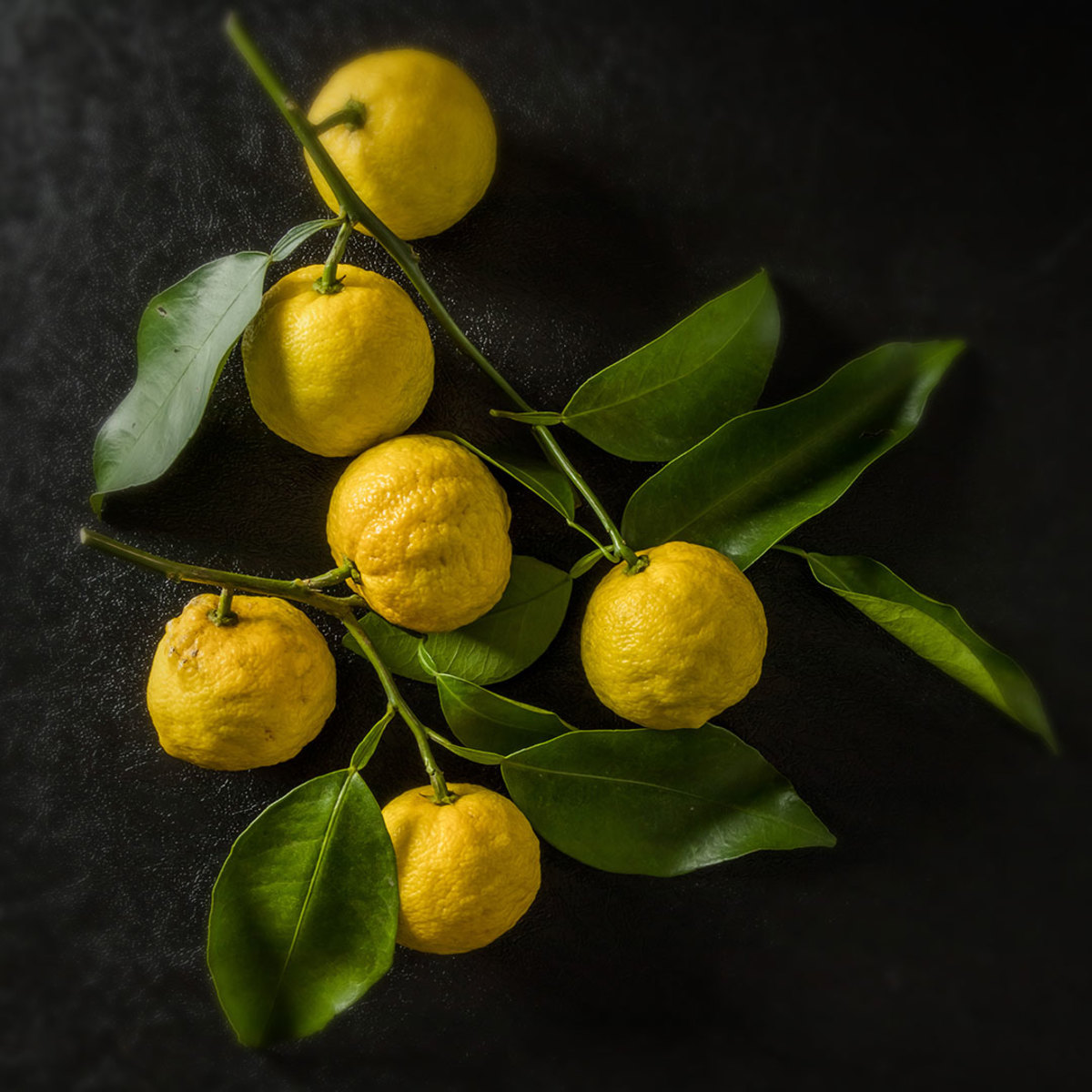 Yuzu citrus on branch