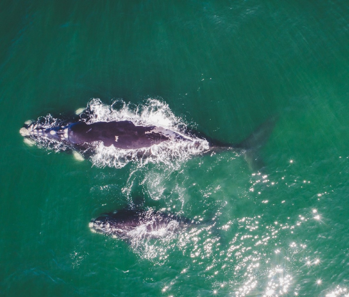 Aerial view over a Southern Right Whale and her calf along the coast close to Hermanus in South Africa.