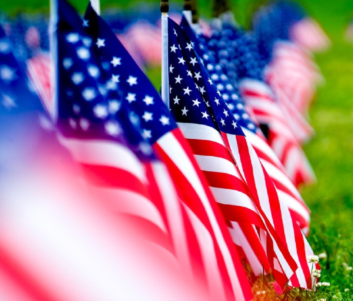 Row of U.S. flags planted in the grass.