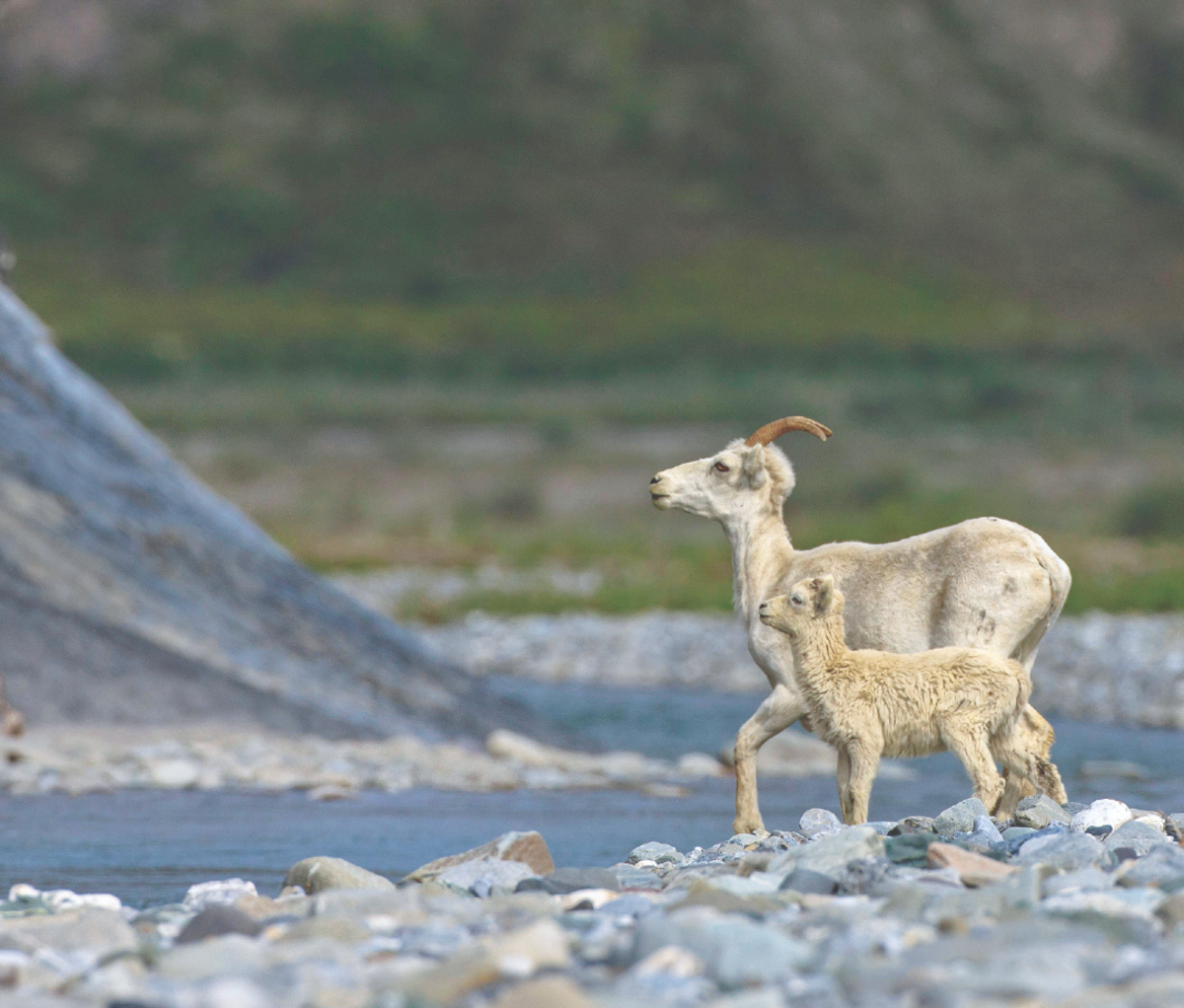 Dall Sheep