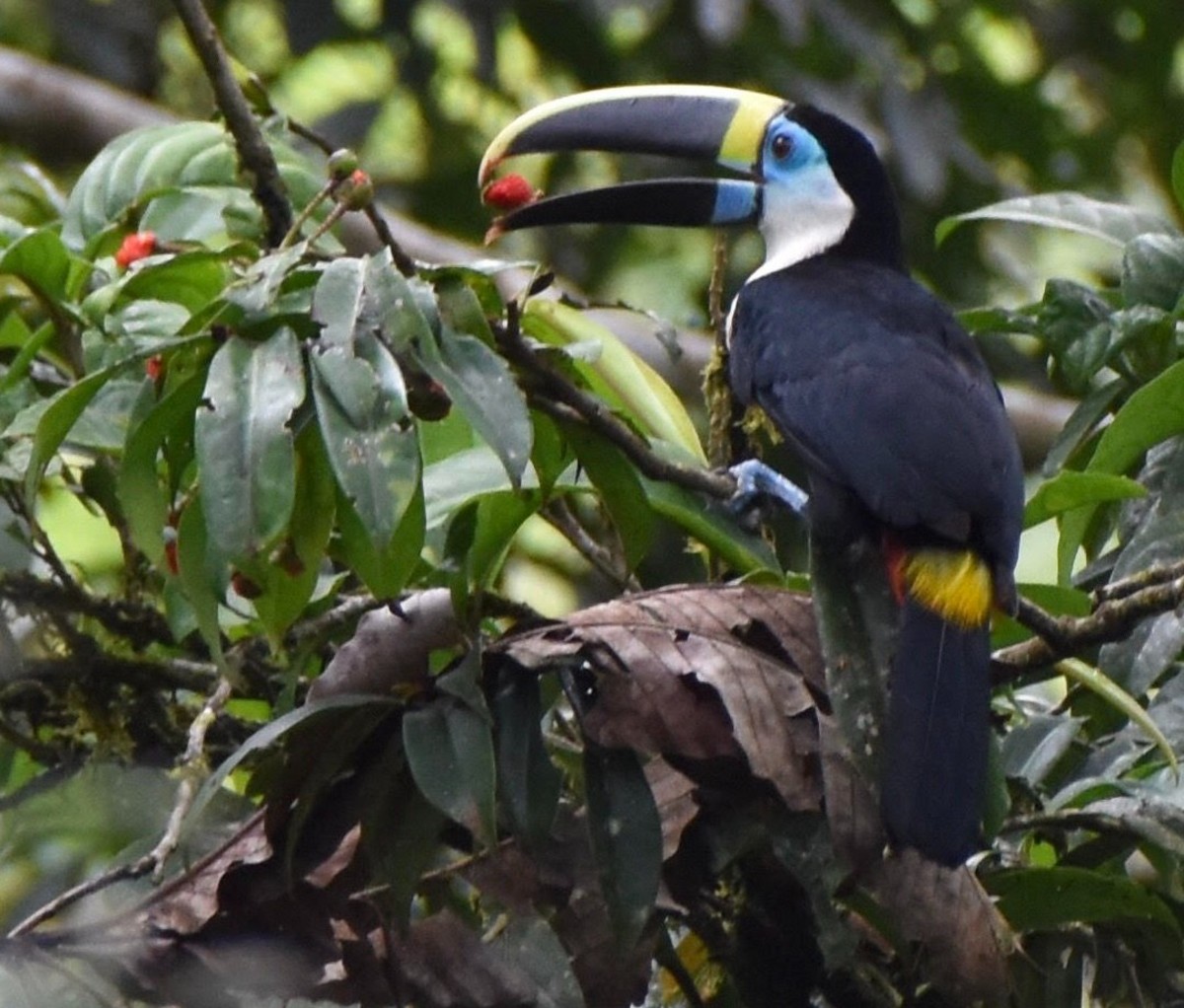 Tropical bird in a tree in Colombia.