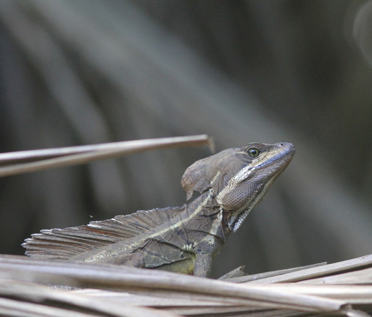 Jesus Christ Lizard in a tree in Corcovado National Park.