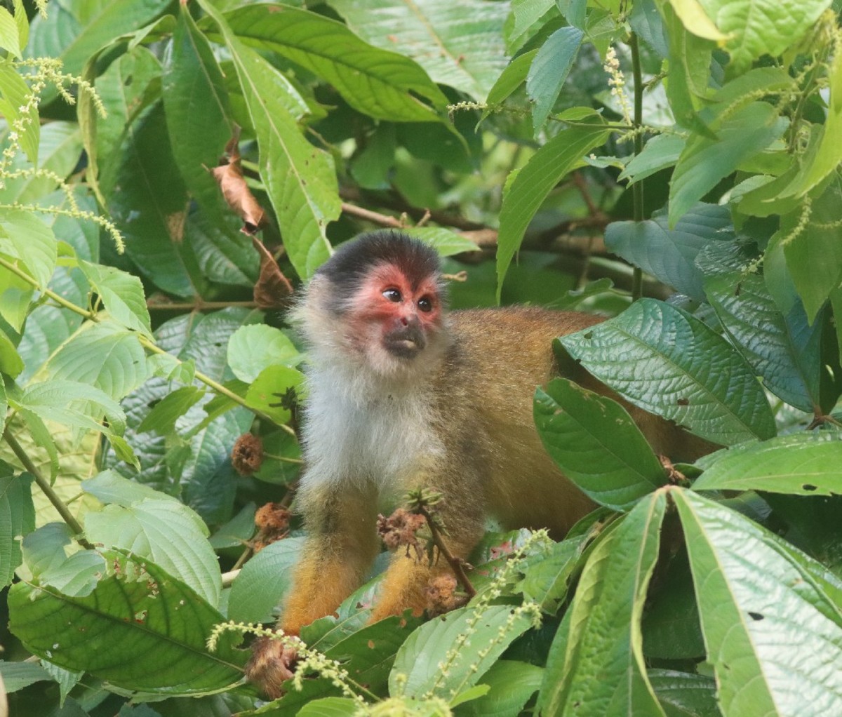 Monkey in a tree in Corcovado National Park.