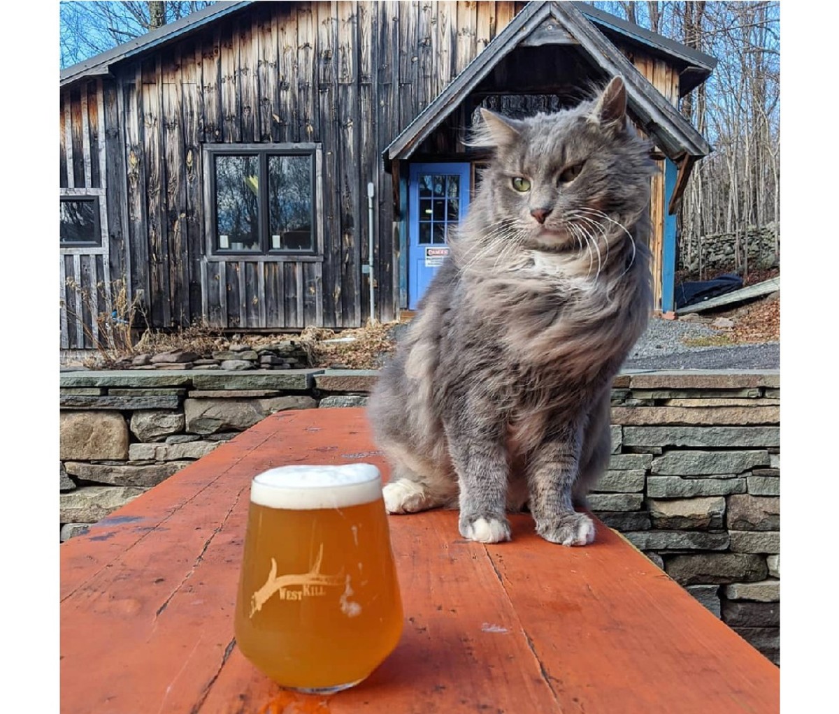 Cat on a table with a pint of beer, with old building in the background at West Kill Brewing property.