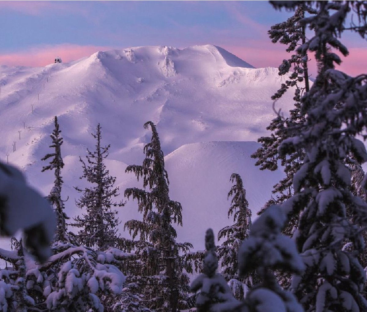 Large, snow-covered mountain in the background during sunset with pine trees in the foreground.