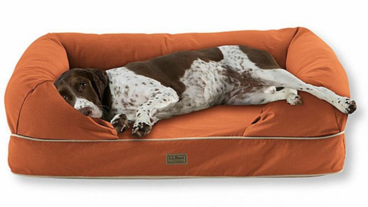 5 Durable Dog Beds For Man S Best Friend From Ll Bean Orvis